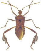 Bug